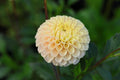 20th Ave Gwen dahlia
