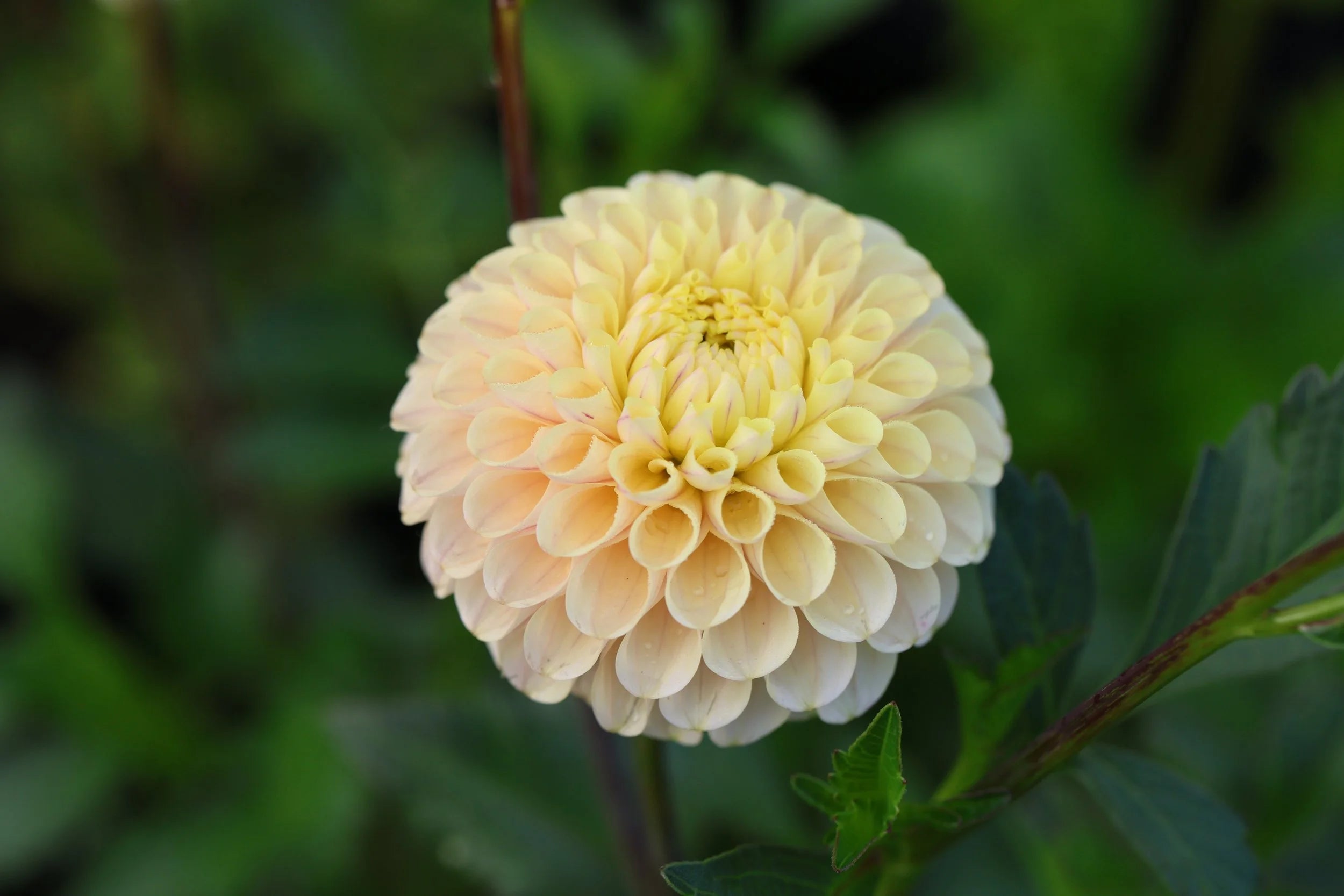 20th Ave Gwen dahlia