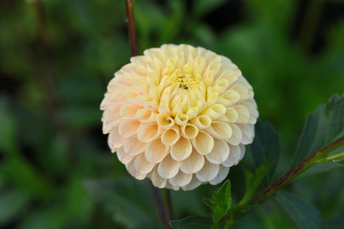 20th Ave Gwen dahlia