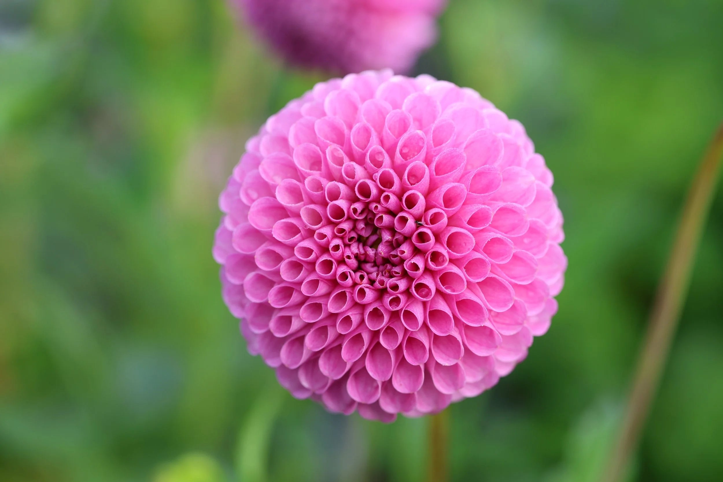 20th Ave Ingrid dahlia