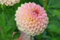 20th Ave Softer Peach dahlia