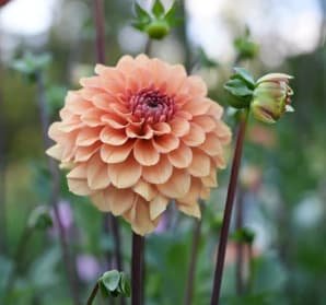 RM Summer Solstice dahlia