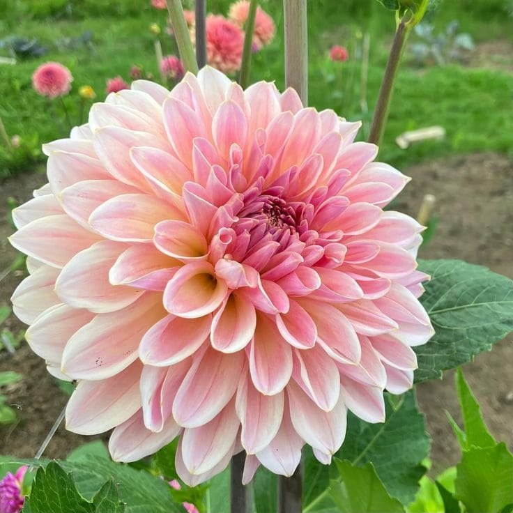 Beauty Queen dahlia