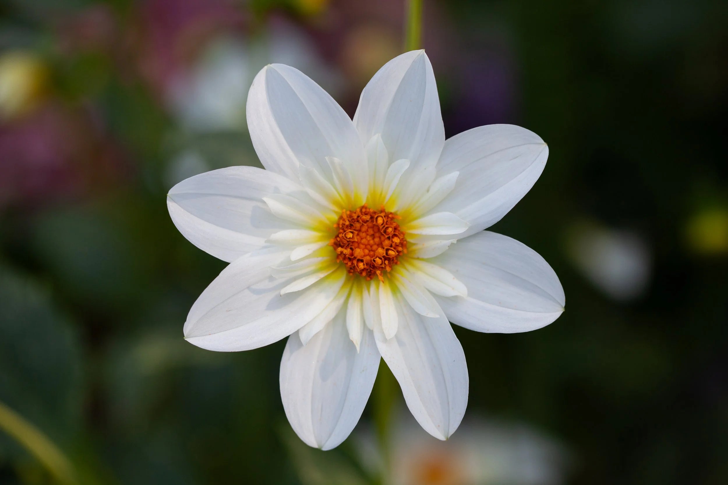 Alpen Cherub dahlia, image 2