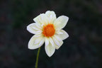 Alpen Cherub dahlia
