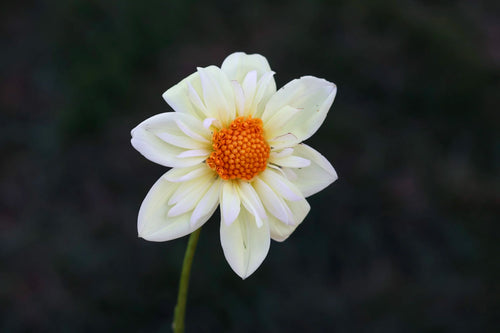 Alpen Cherub dahlia