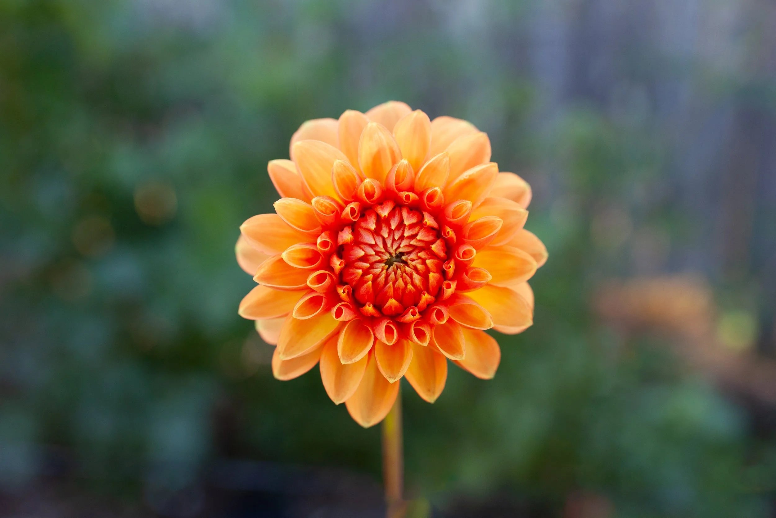 Amber Queen dahlia