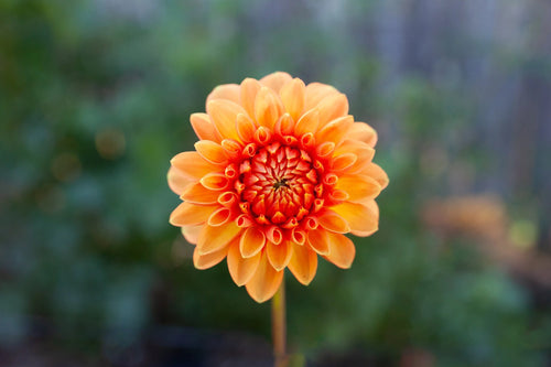 Amber Queen dahlia
