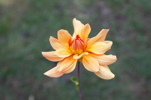 Andrew Charles dahlia