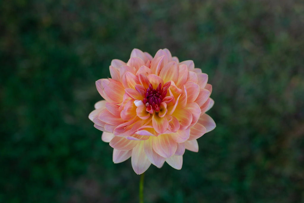 Annie Bannanie dahlia, image 2