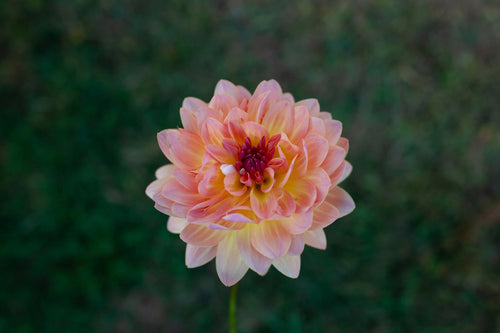 Annie Bannanie dahlia, image 2