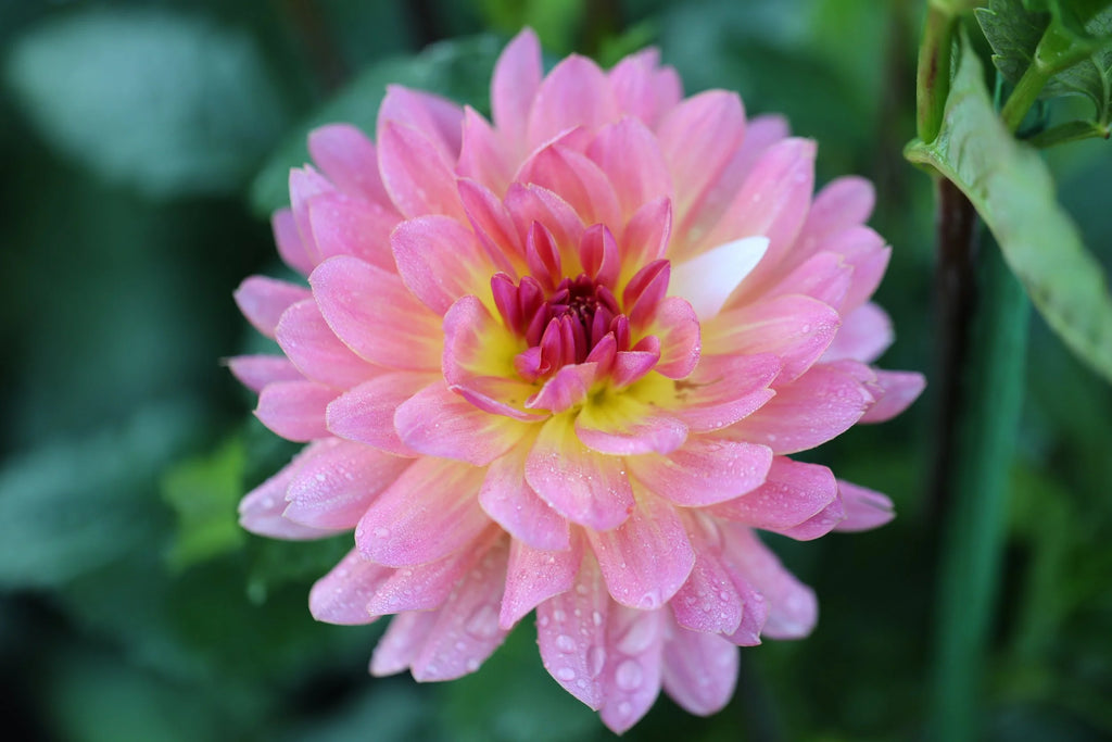 Annie Bannanie dahlia