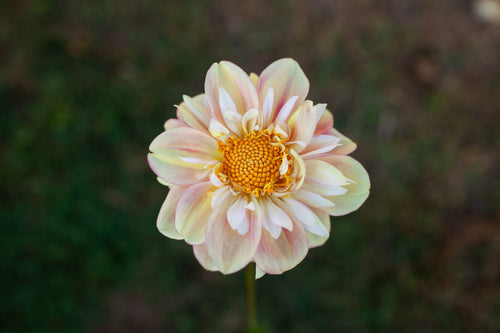 Apple Blossom dahlia