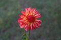 Baron Katie dahlia