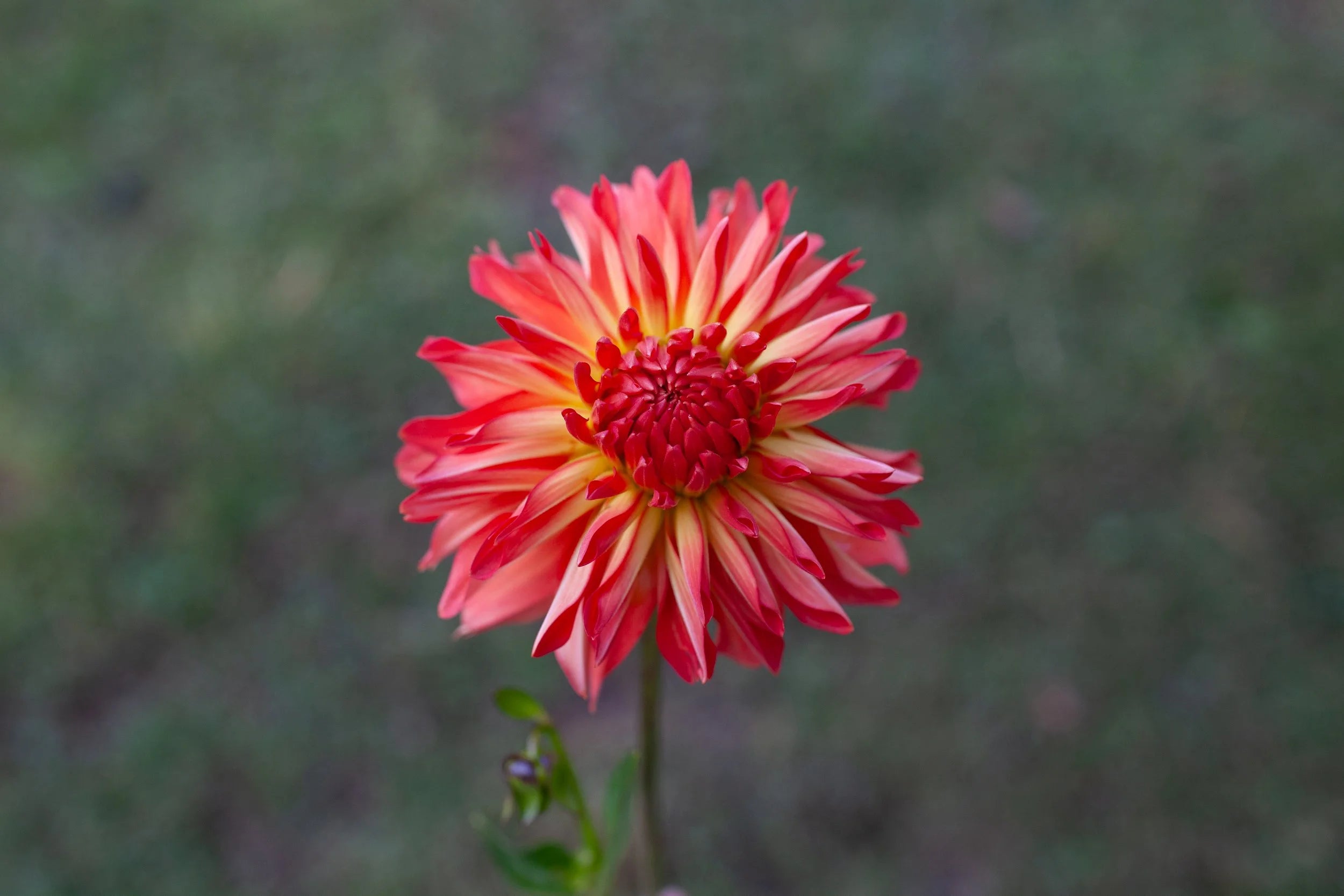 Baron Katie dahlia