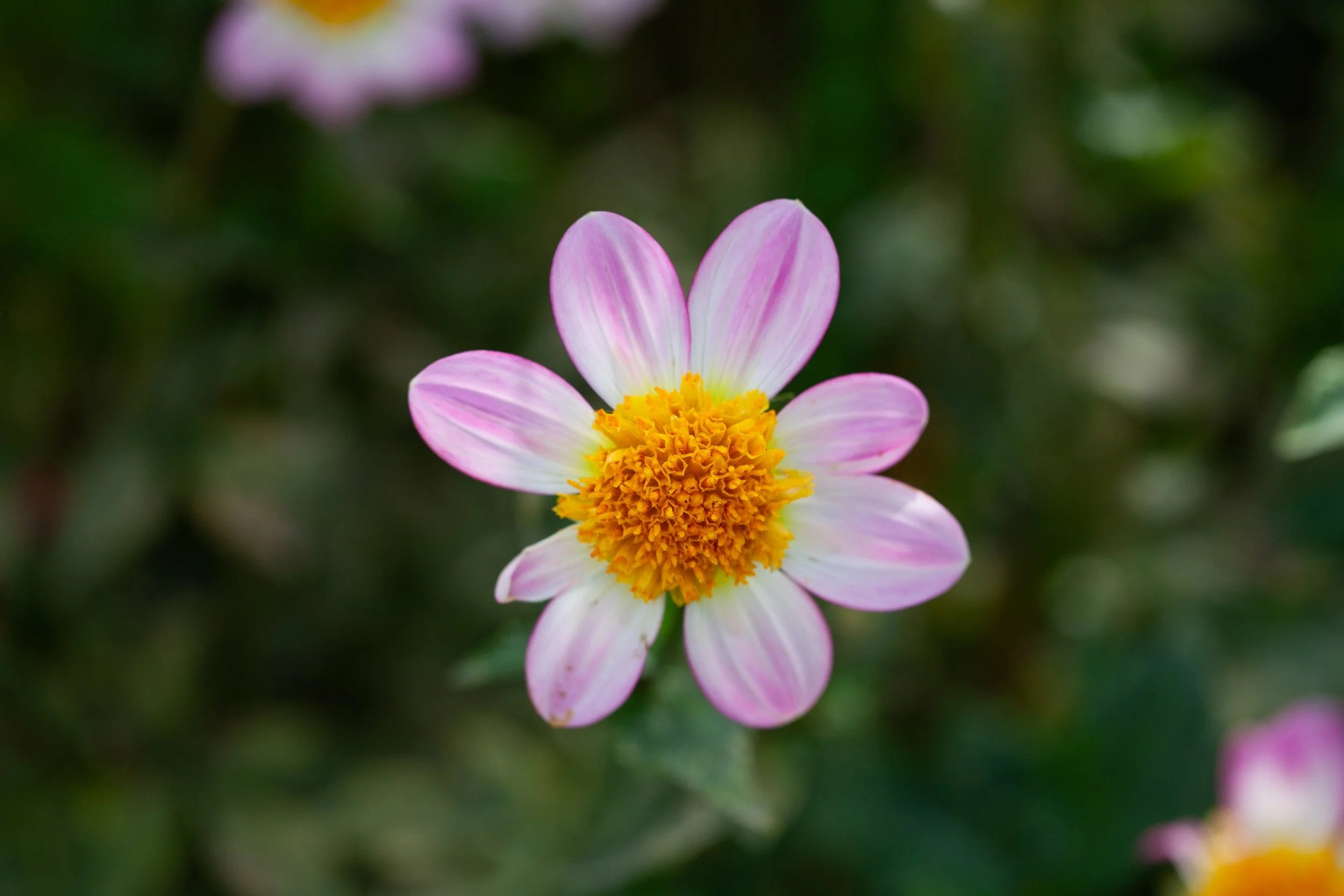Baron Wavia dahlia