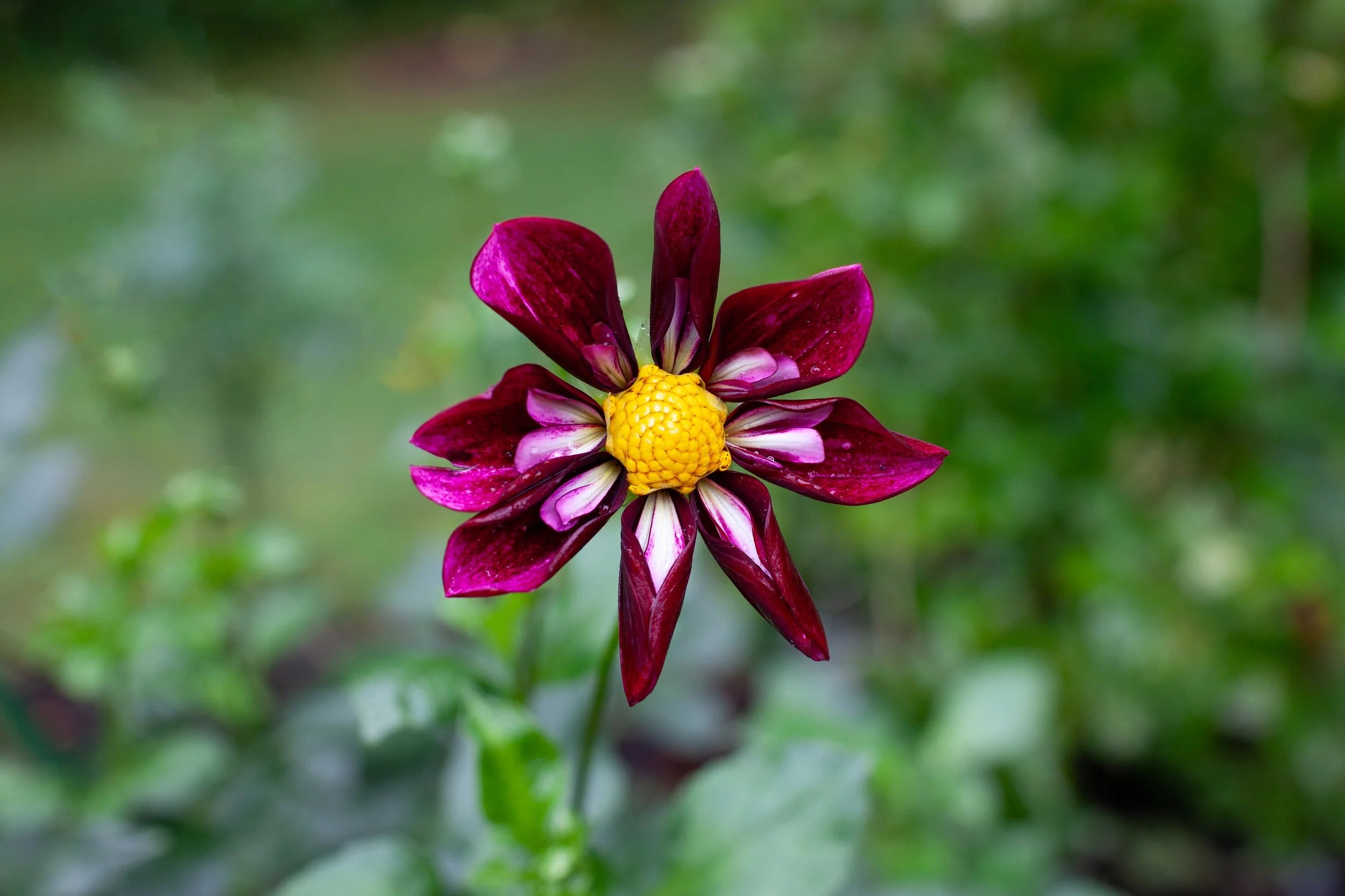 Bee-Yond dahlia