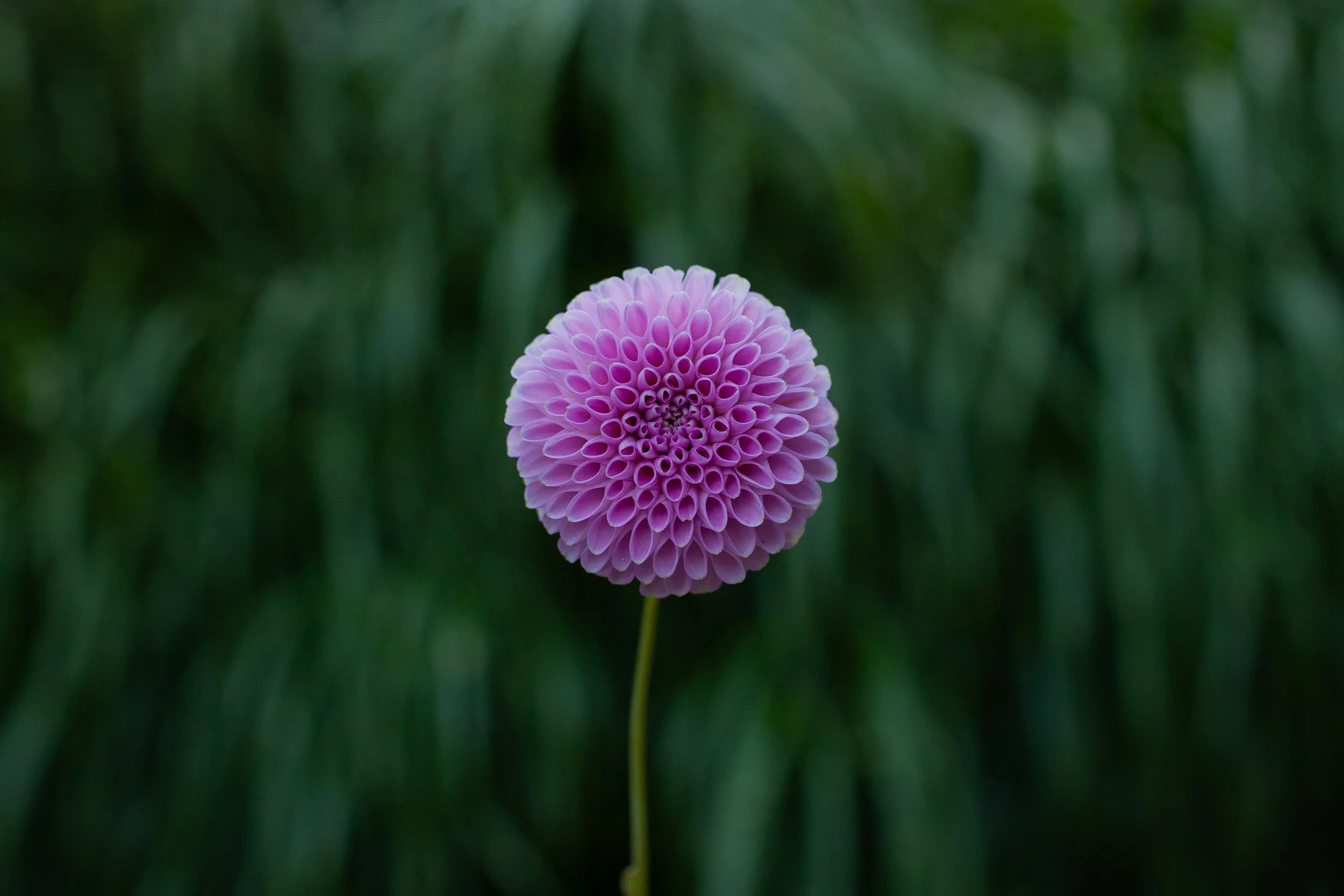 Betty Anne dahlia