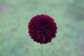 Black Satin dahlia