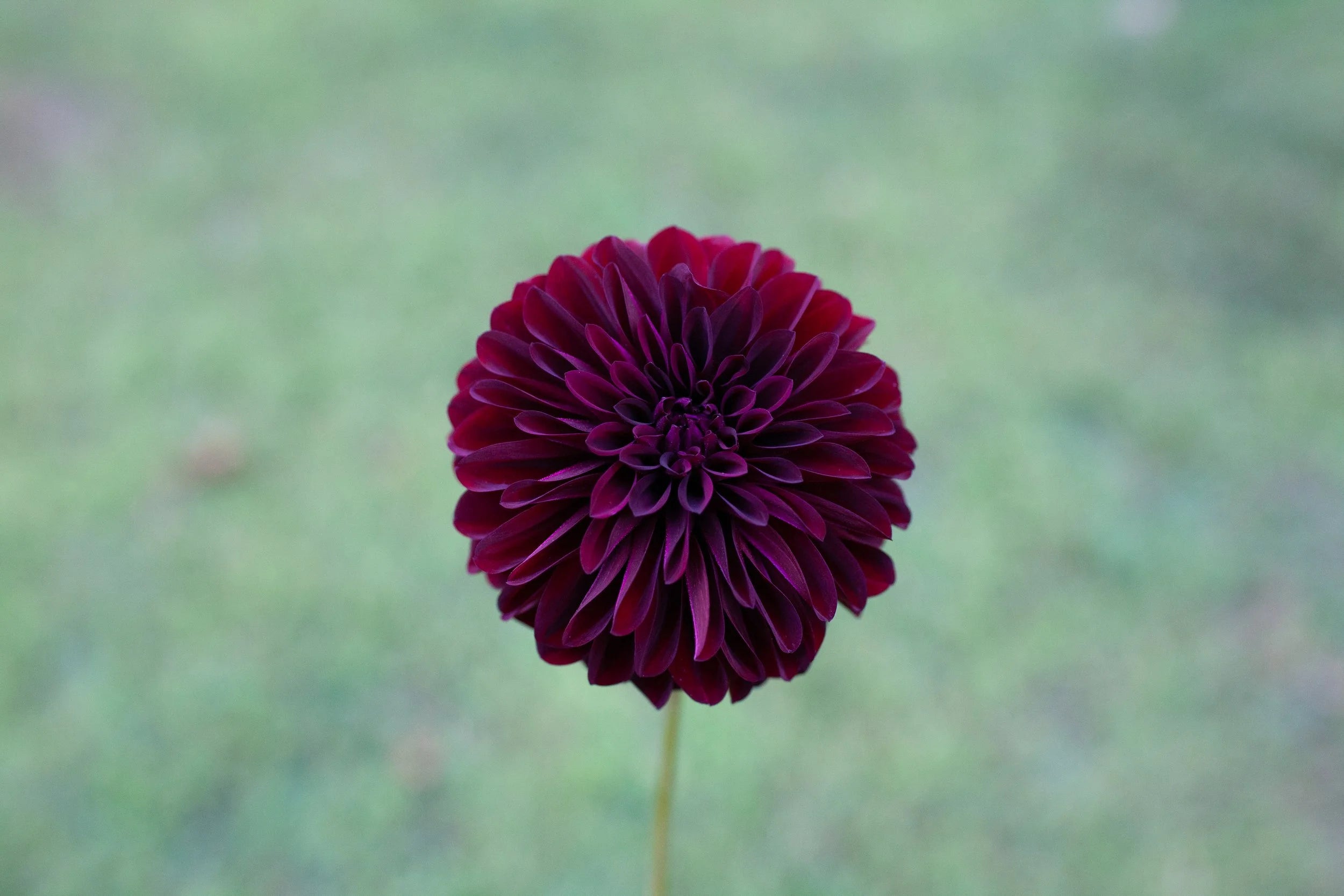 Black Satin dahlia