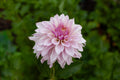 Bloomquist Compare dahlia