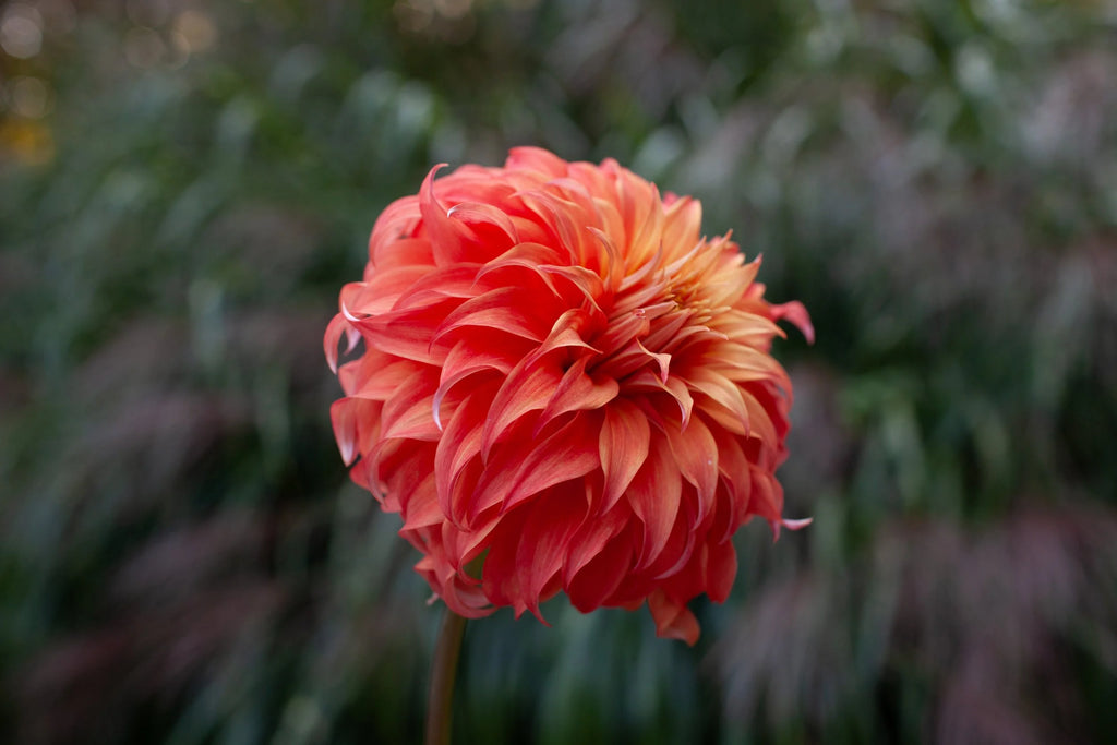 Bloomquist Jean dahlia, image 2