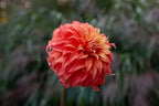 Bloomquist Jean dahlia, image 2