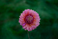 Bloomquist Mojo dahlia