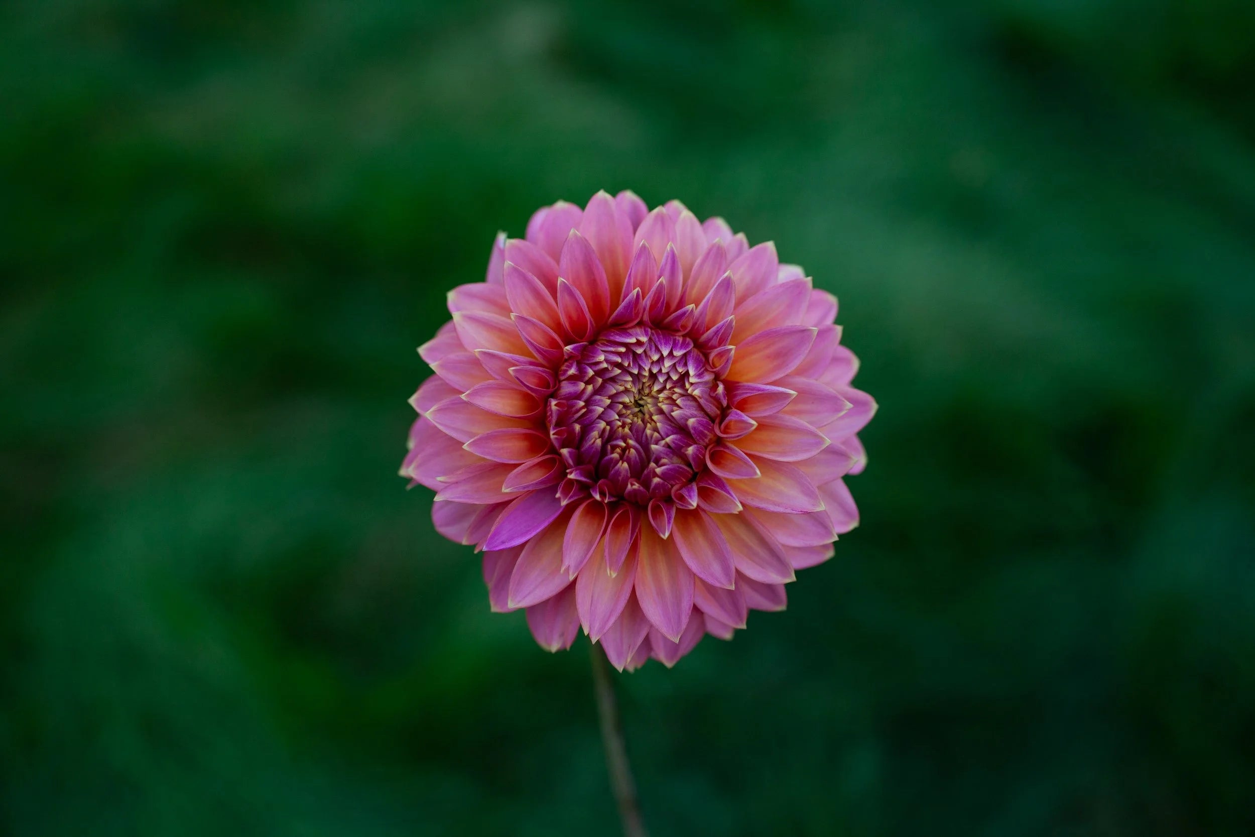 Bloomquist Mojo dahlia