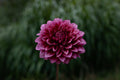 Bloomquist York dahlia