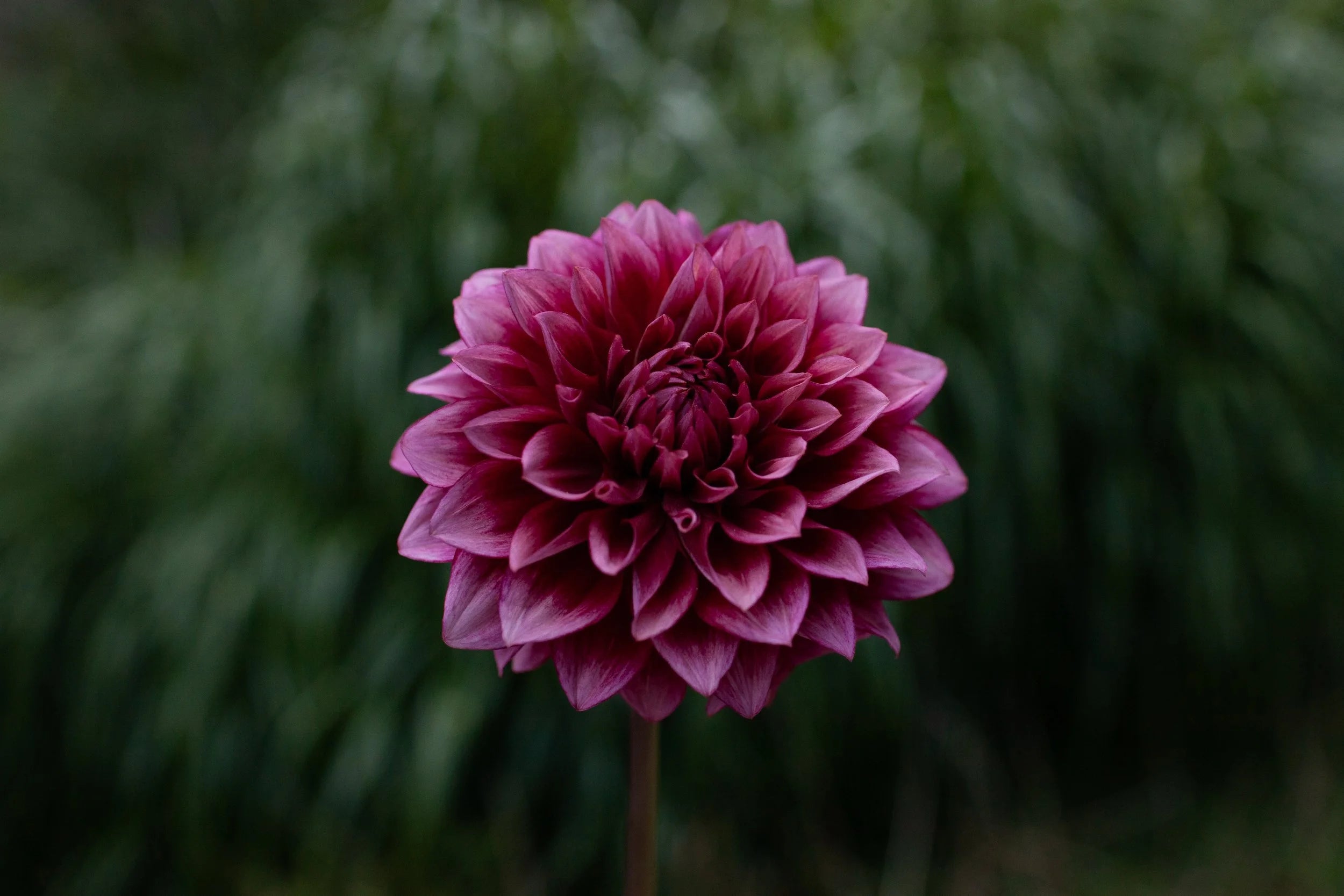 Bloomquist York dahlia