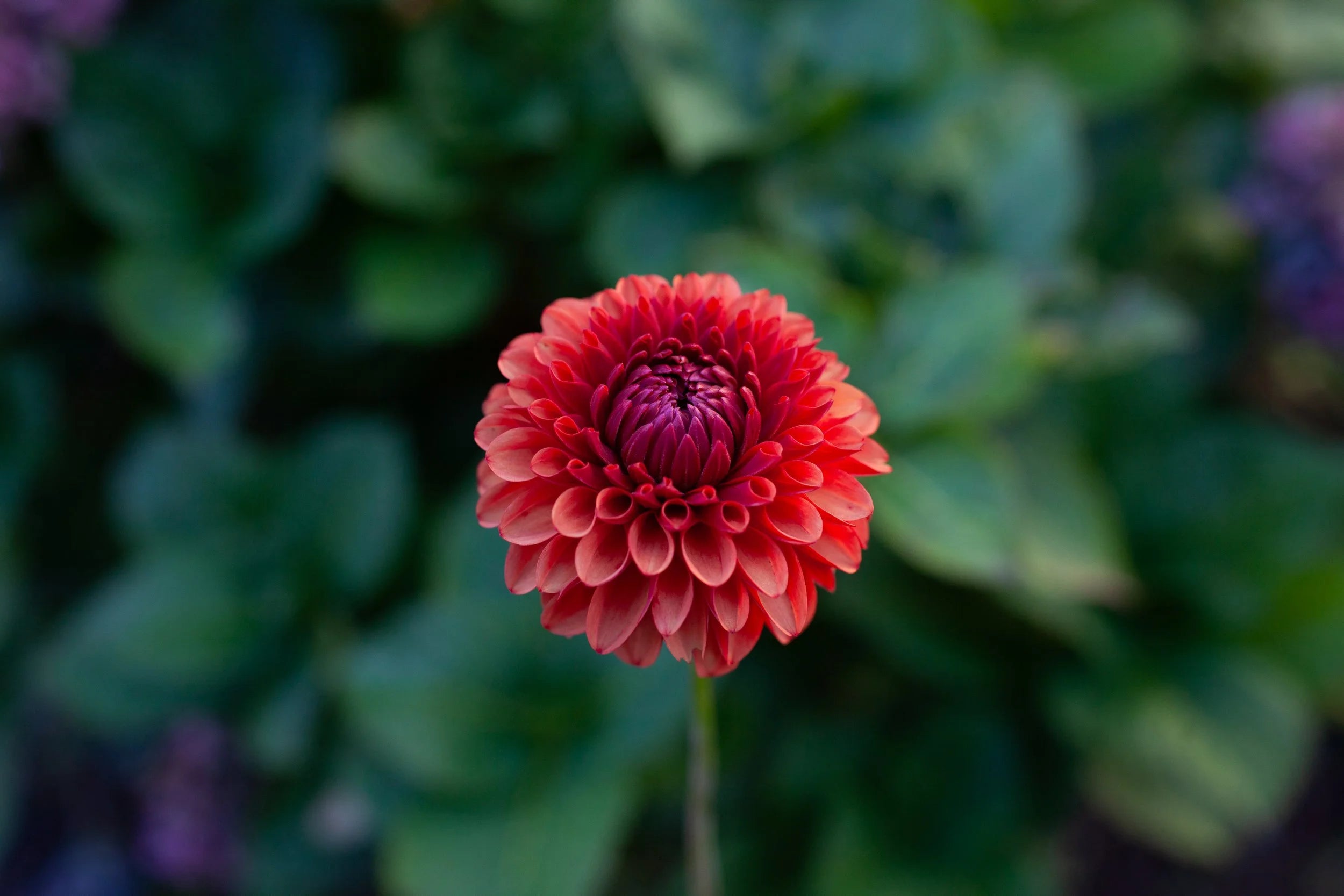 Brown Sugar dahlia
