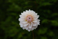 Budapest Blush dahlia