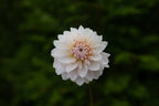 Budapest Blush dahlia