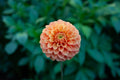 Camano Buz dahlia