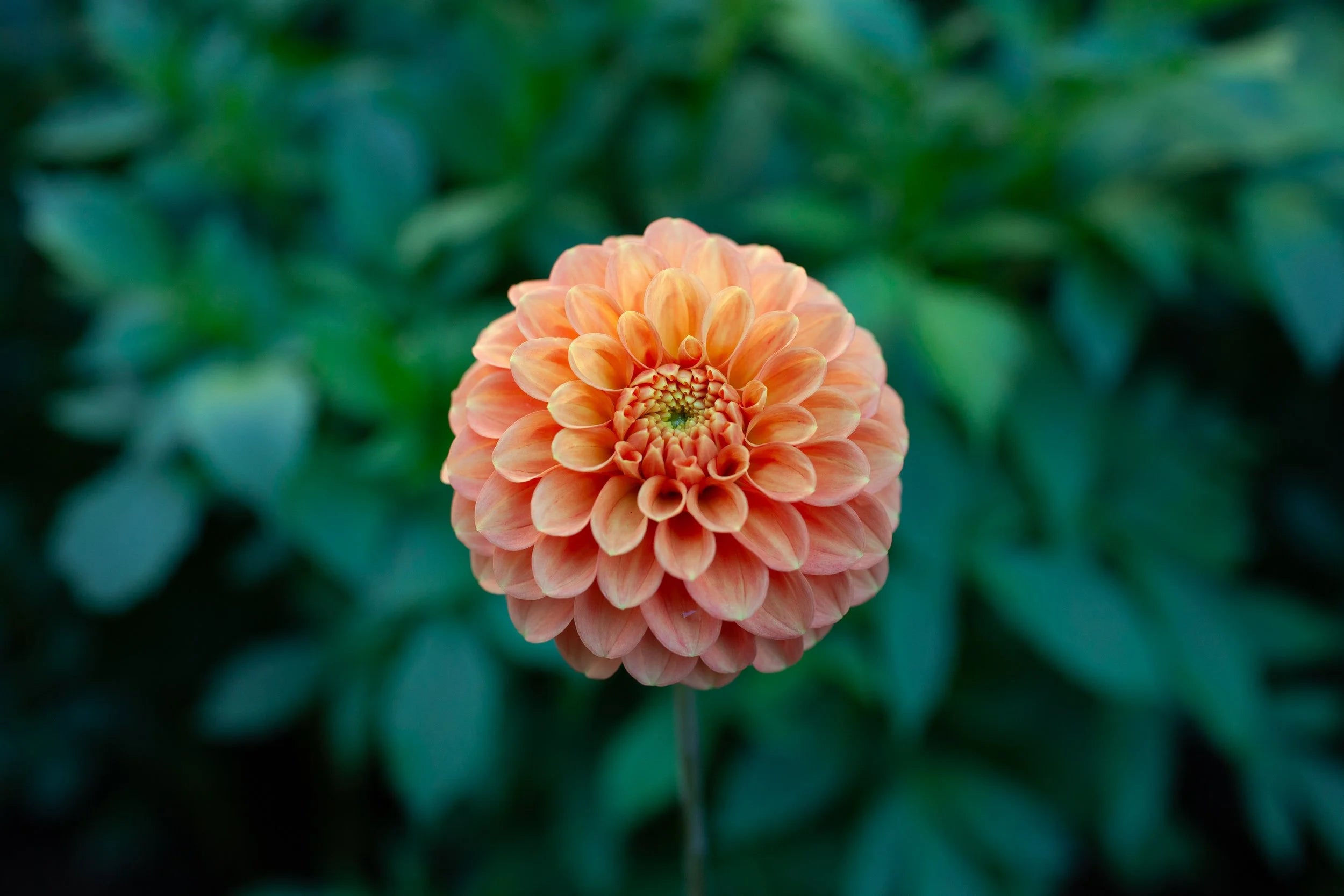 Camano Buz dahlia