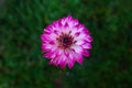 Camano Cade W dahlia