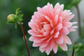 Carolina Wagemans dahlia