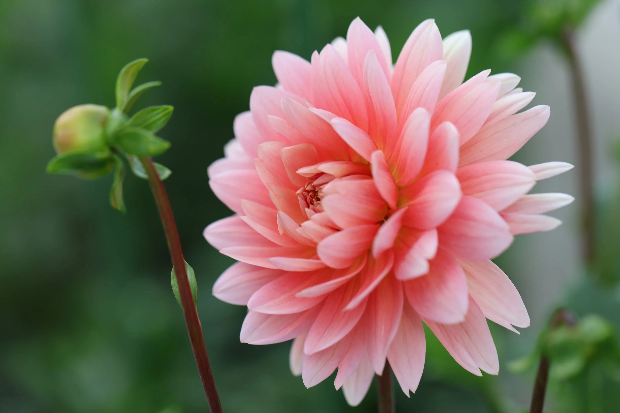 Carolina Wagemans dahlia