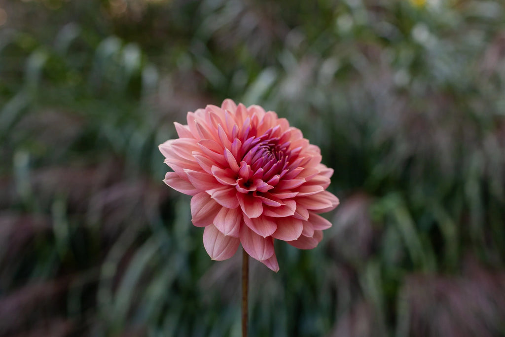 Chateau De La Bourdaisiere dahlia, image 2