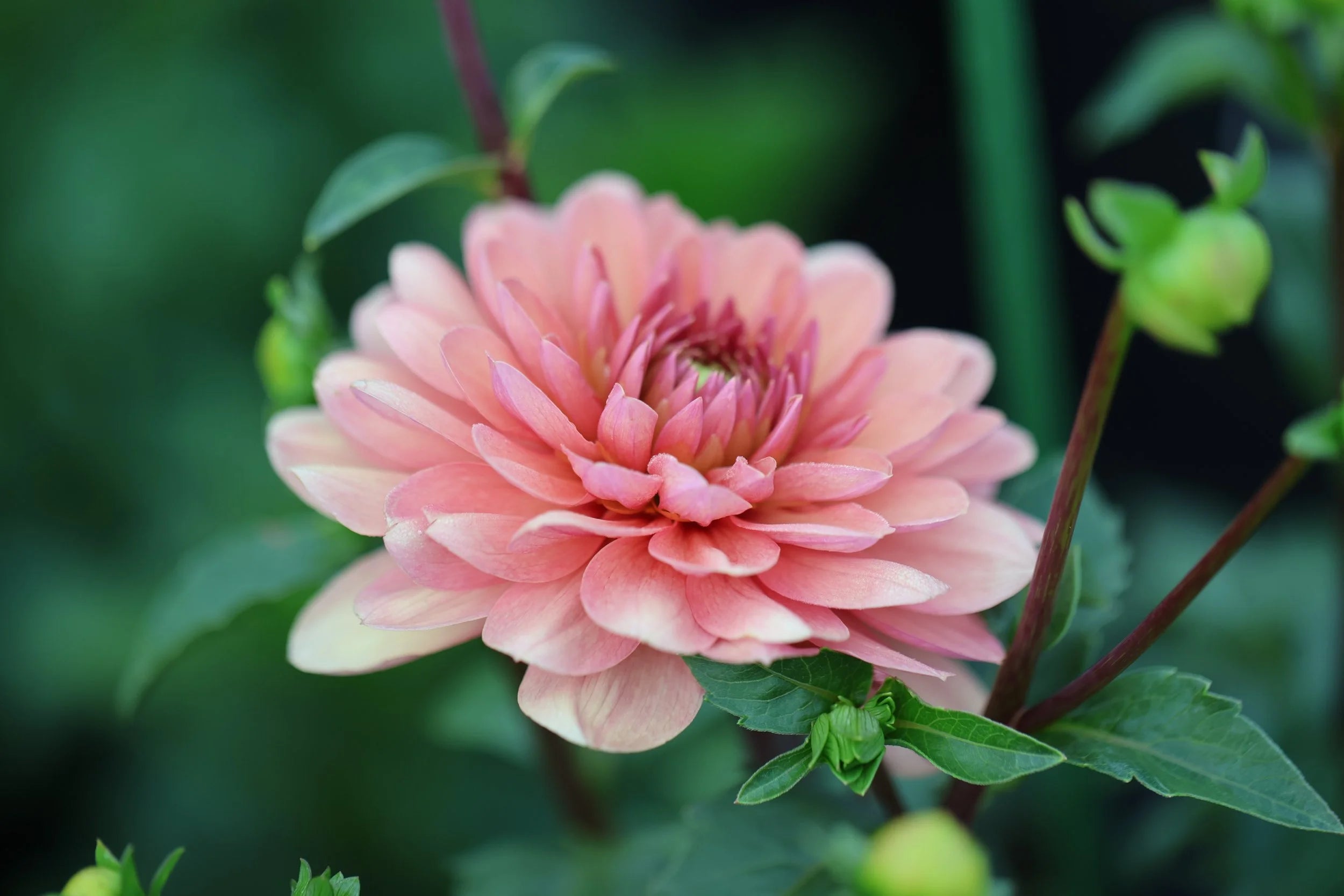 Chateau De La Bourdaisiere dahlia