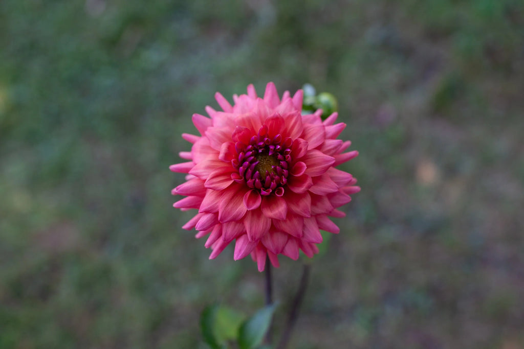 Cheers dahlia, image 2