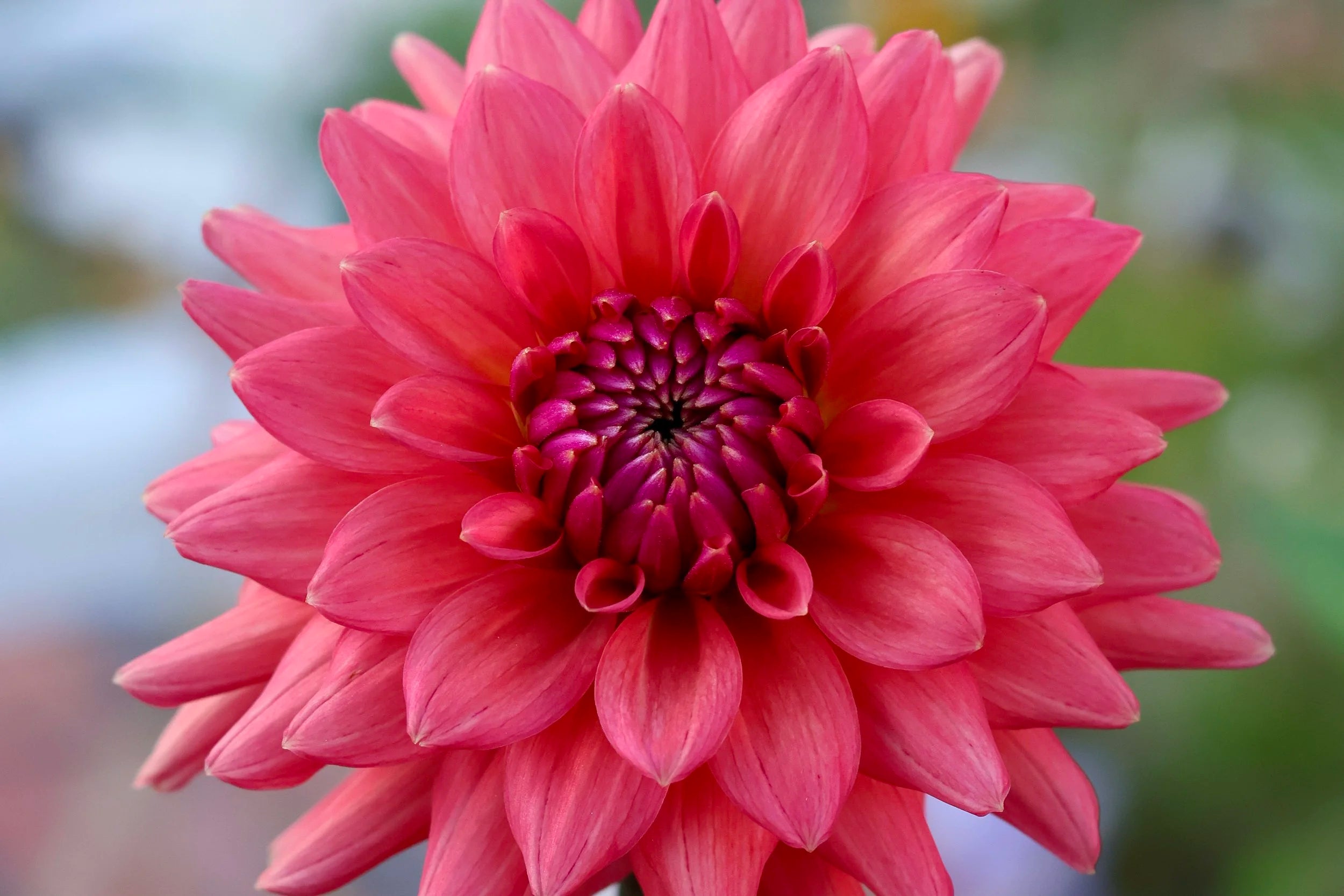 Cheers dahlia