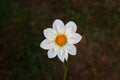 Cherubino dahlia