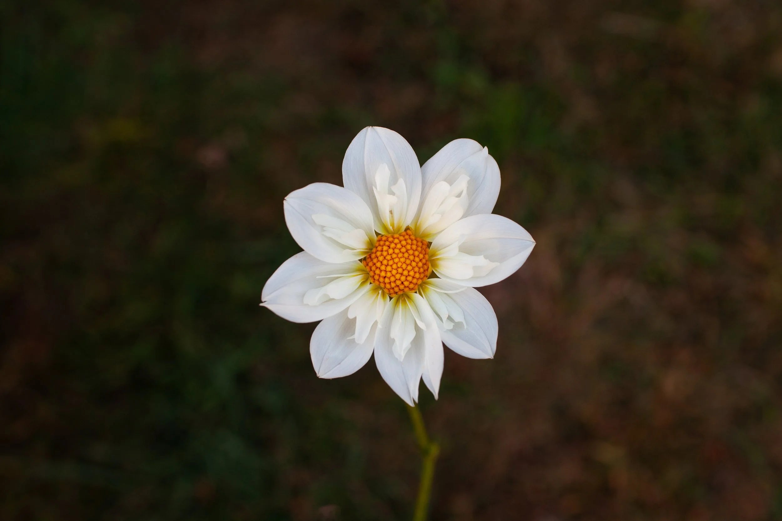 Cherubino dahlia