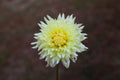 Citron du Cap dahlia
