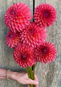 KA's Brittany's Favorite dahlia