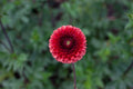 Copper Boy dahlia