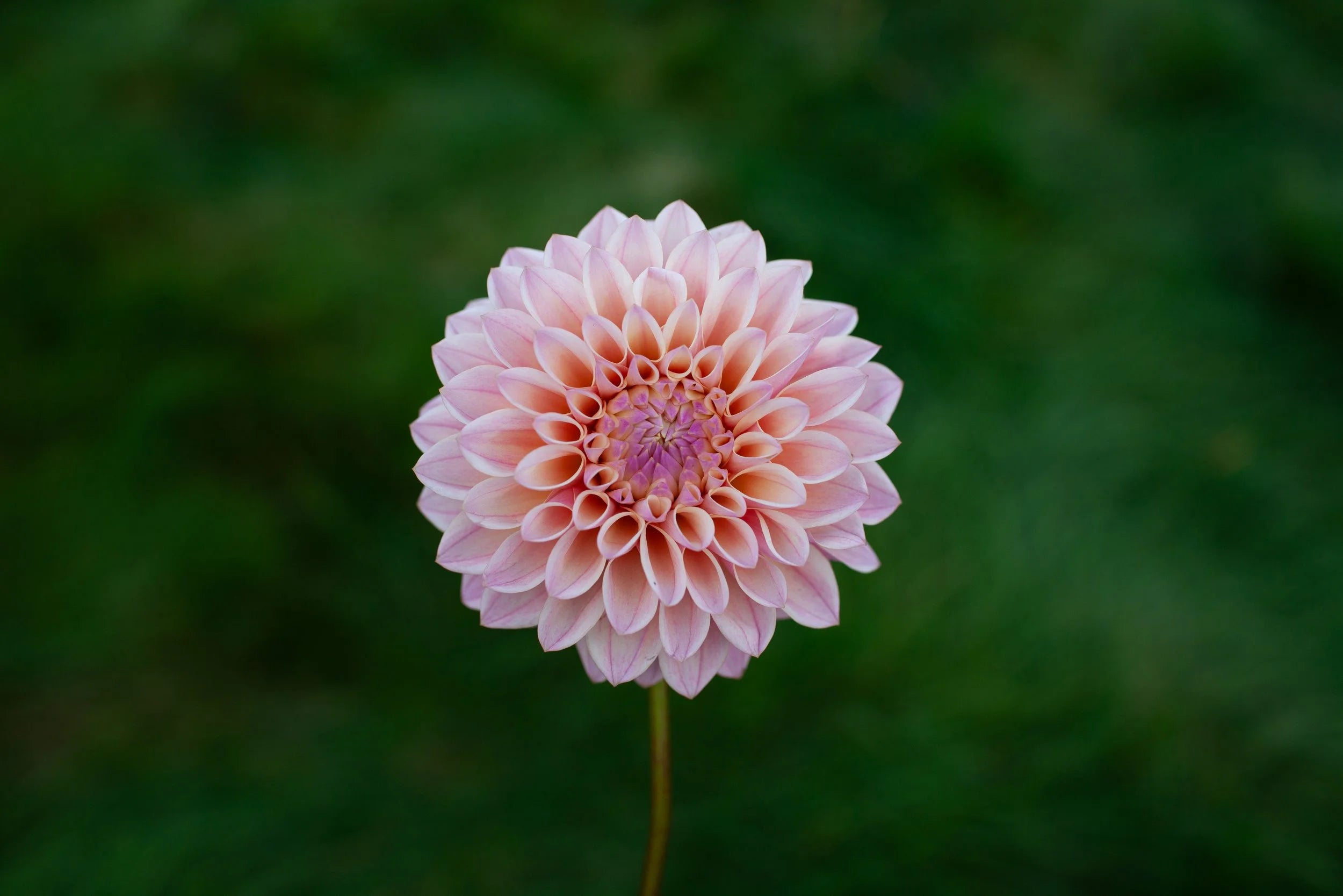 Coralie dahlia
