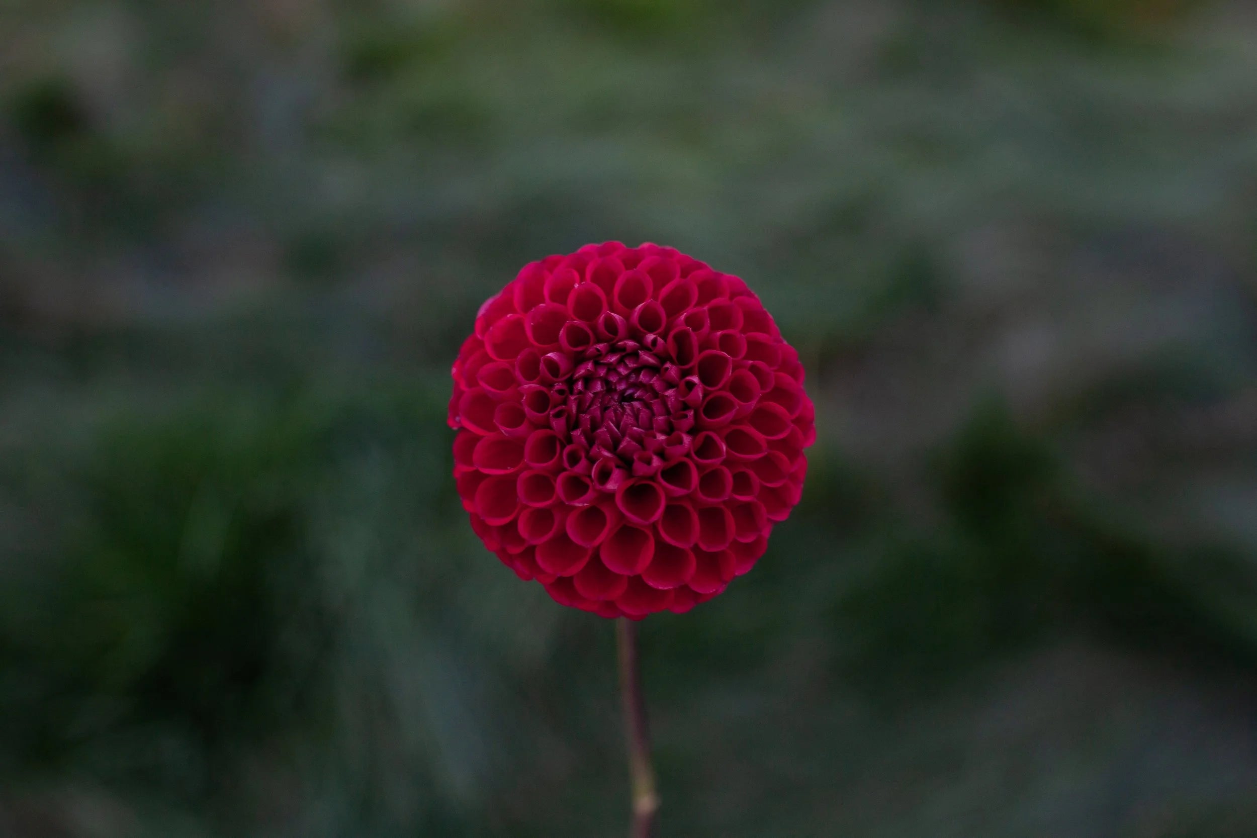 Cornel dahlia
